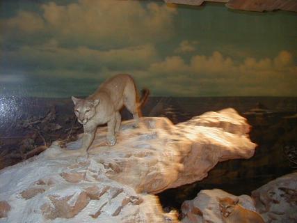 Cougar and Grand Canyon from Disneyland Train<br>Location: Disneyland